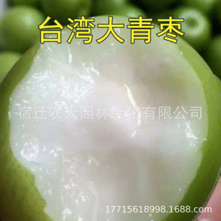 Taiwan Jujube Seedlings, Taiwan Jujube Seedlings, Milk Jujube Honey Silk Jujube Grafted Seedlings, Sweet and Crisp Jujube Seedlings That Bear Fruit in the Same Year