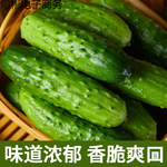 东北旱黄瓜新鲜现摘蔬菜东北青黄瓜水果黄瓜新鲜生吃当季整箱