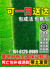 草皮真草坪带泥土别墅台湾草马尼拉草皮带土花园绿化四季青果岭草
