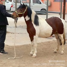 �����R�����R���w���N�R�M���O���mС���R����С���T���R