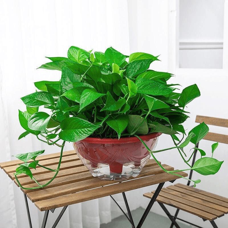 Large Potted Green Plants, Large-Leaf Plants, Indoor Long-Vine Green Plants, Extra-Large Potted Flowers, Potted Plants for New Homes, Bedroom Plants That Remove Formaldehyde