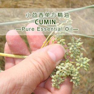 ӡ���M��С����η�����ԭ�����lCumin�҂��ṩԭ�a���C ��Ȼ����