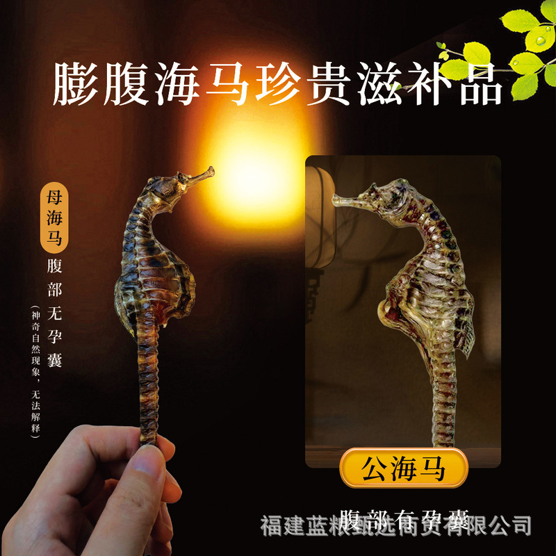 【全规格10公斤直销】养殖海马干泡酒煲汤滋补精品公母配对非药材|undefined