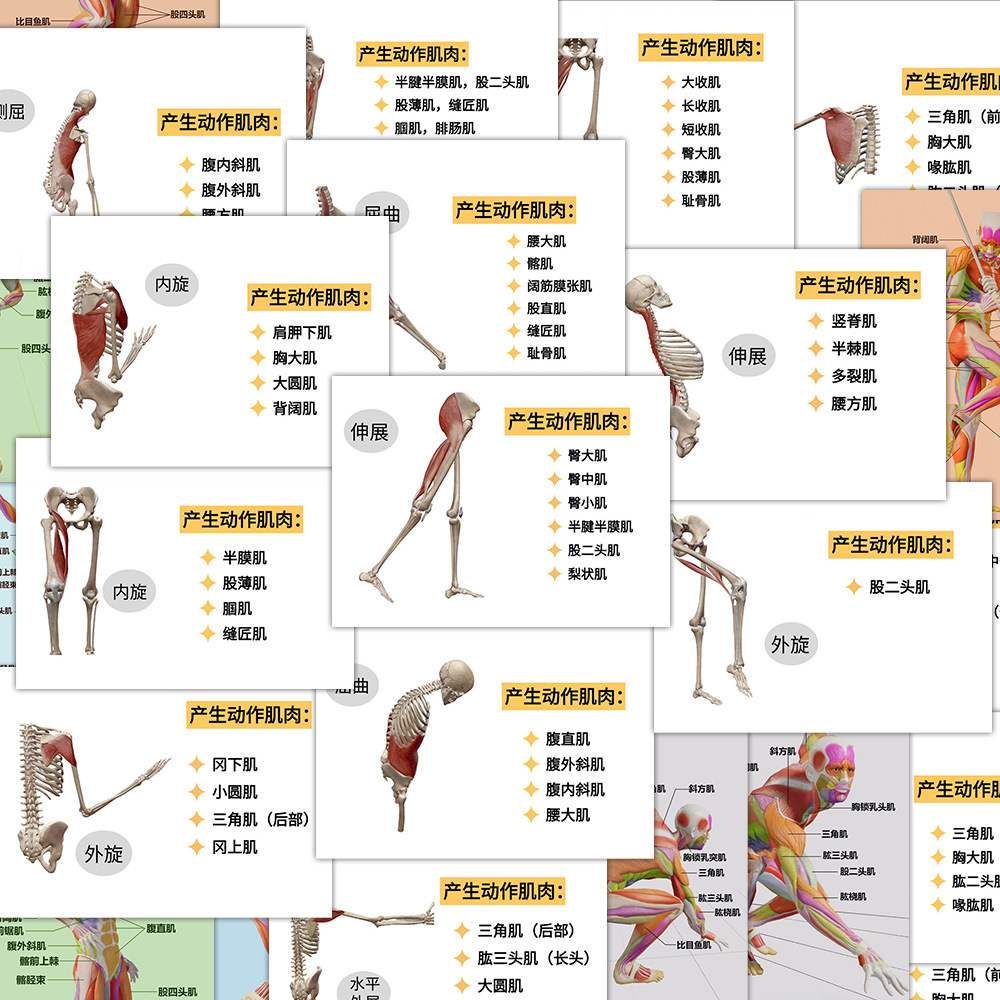 48 pictures of human muscle analysis + blind box