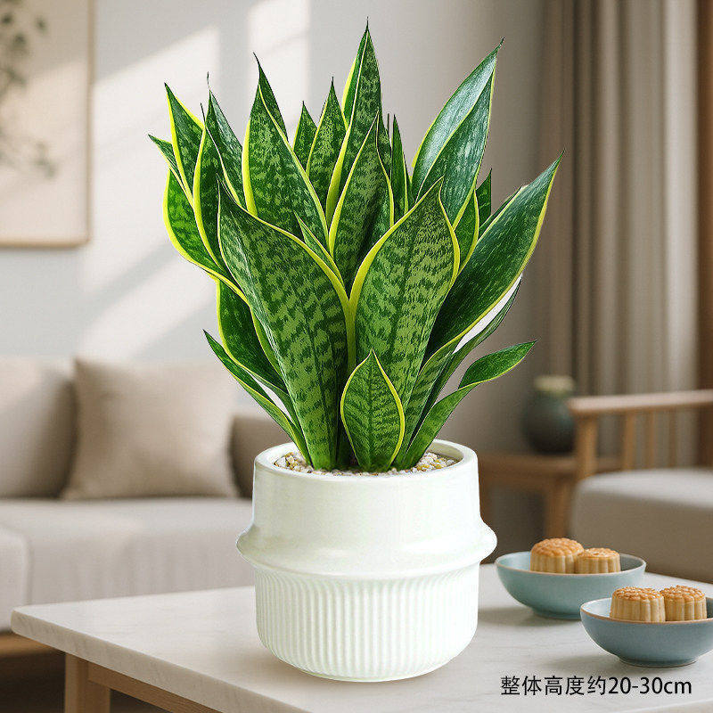 Select a+ grade phnom penh tiger orchid + planet pot + ceramics + fertilizer