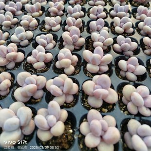 Cheese Korean Style Glutinous Rice Balls Finger Succulent Plant Super Cute Meat Control Quality Super Cute Jelly Beans Mini Potted Plant