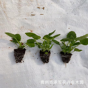 Pansy Angle Pansy Plug Seedlings Qingzhou Has a Large Supply of Various Specifications of Seasonal Grass Florals and Perennial Florals Plug Seedlings