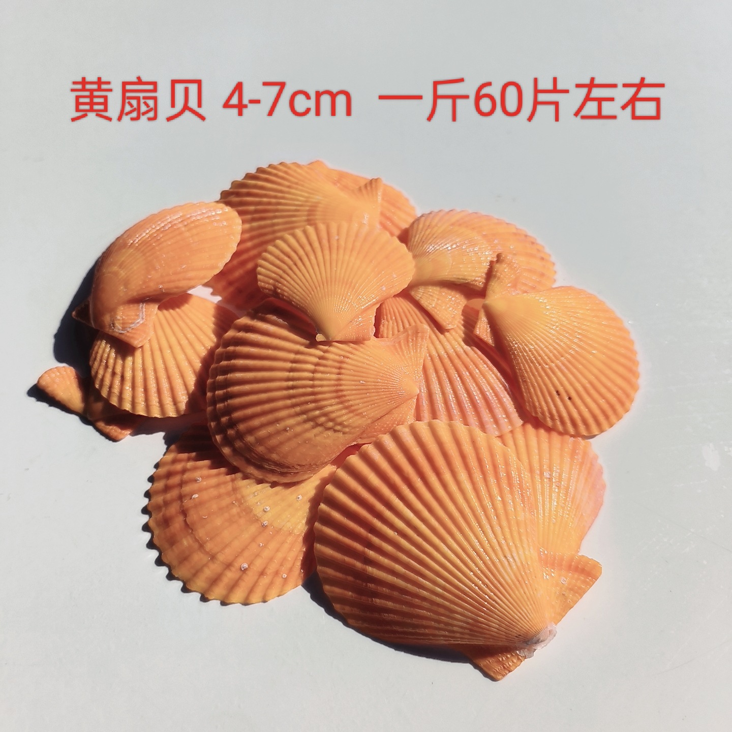 Conchas de caracoles naturales vendidas por kilogramo de cangrejos de estrellas de mar reemplazar conchas acuarios paisajísticos botellas a deriva materiales de pintura a mano