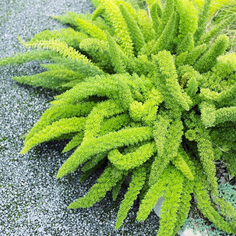 狐尾天门冬盆栽净化空气观叶植物窗台庭院室内阳台绿植花卉九尾狐