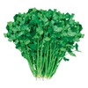 Coriander seeds fast -growing large leafy seed seeds are easy to plant vegetables and farm farm, farm, old balcony vegetable garden rapeseed species