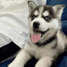 纯种哈士奇活体幼崽雪橇三傻幼犬蓝眼睛灰色黑色宠物家庭饲养二哈