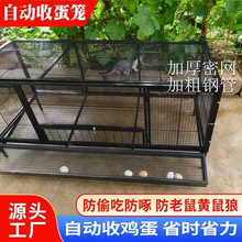 自动滚蛋鸡笼母鸡蛋自动收蛋笼防鸡啄蛋防黄鼠狼养殖鸡笼防蛇链条