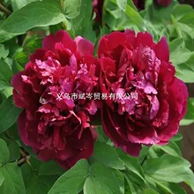 雅致缠枝洛阳花卉种大苗牡丹花苗盆栽花苞带盆景志重瓣盆花