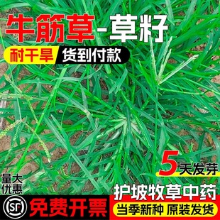 Bacopa, Cowpea Grass Seeds, Ironweed Grass Seeds, Ground-Covering Grass Seeds, Creeping Grass Seeds, Root-Binding Grass Seeds for Slope Protection, Waterproof Soil Erosion Prevention