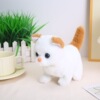Brown ears cat