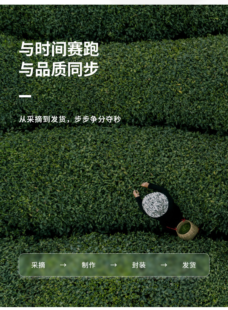 山茶花香绿茶详情_17.jpg