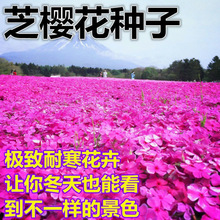 ֥�ѻ���֥�ѻ��N�Ӹ��������ѻ��N�ļ����ⱱ���̨Ҋ���ͻ�N