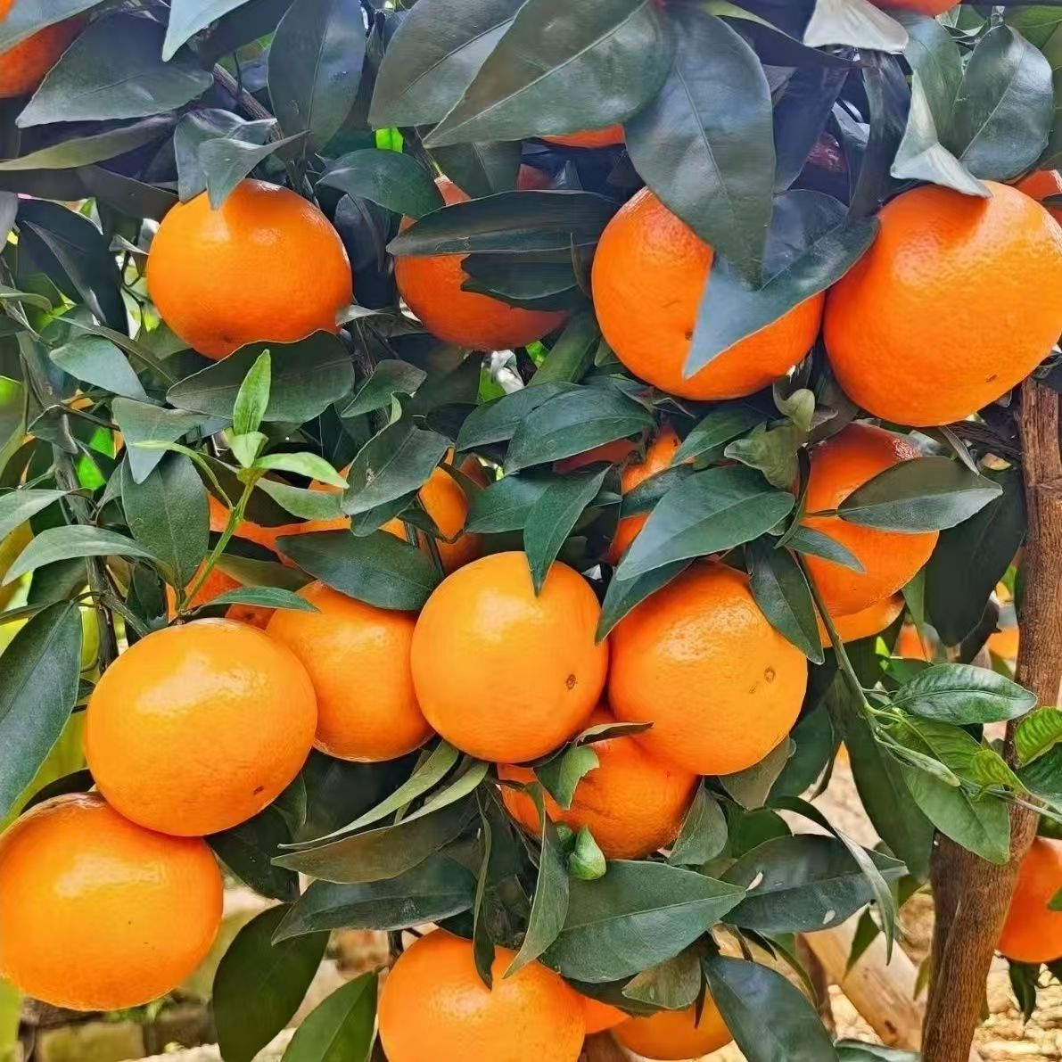 广西武鸣沃柑新鲜水果批发爆甜多汁沃柑皮薄肉嫩孕妇水果柑橘子