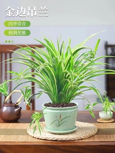 ��߅���m����ˮ��ֲ���҃��k������ȩ���B���ܴ����Gֲ��͏d�[��