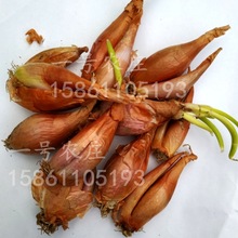 紅蔥頭種子小香蔥種子大蒜頭火蔥四季蔥種籽蔬菜種孑陽台家庭種菜