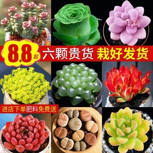 ֲMԴwBFҊϡƷN҃ȻܾGֲ