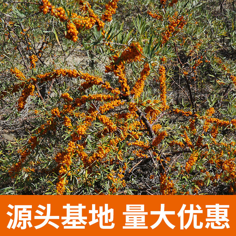 Sea Buckthorn Juice Puree 100 Percent Fresh Pressed 300ml Inner Mongolia overview