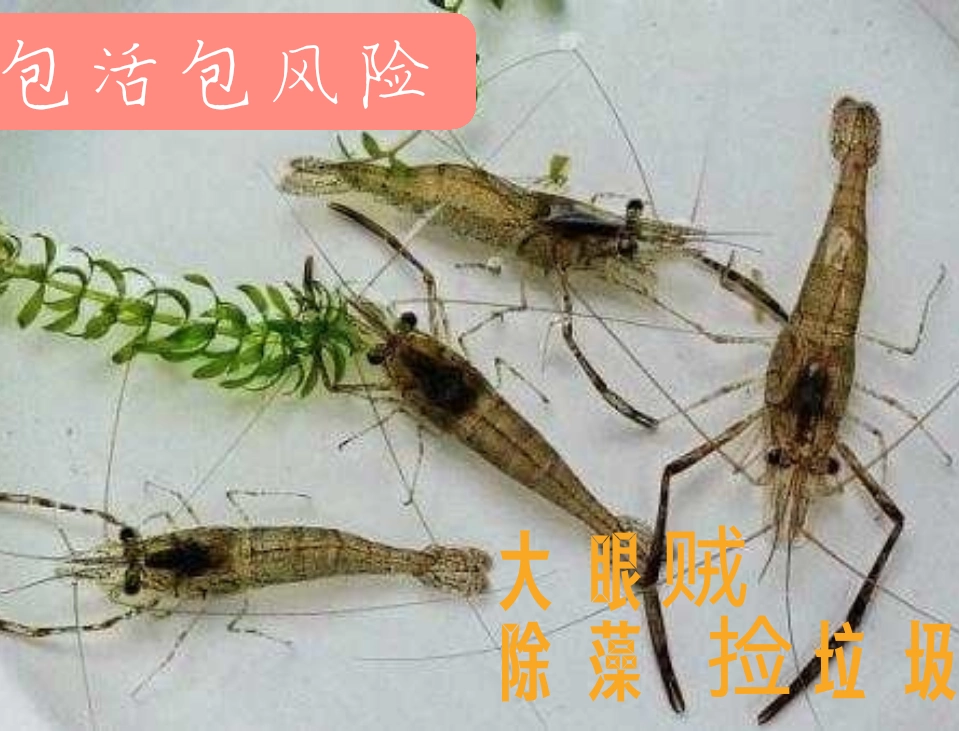 Речные креветки с большими глазами, живые декоративные креветки, нагрев не требуется, речные креветки в холодной воде, креветки с черной раковиной, инструменты для травяного резервуара, креветки для удаления водорослей.