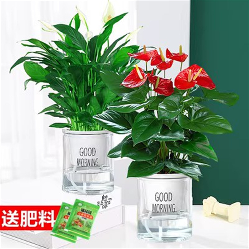 저렴한 안스리움 + 화이트팜(굿모닝분지) + 영양액