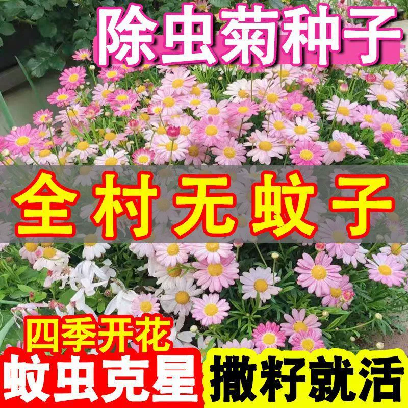 Пиретрум семян Комаров Репеллент травы репеллент насекомых Хризантема многолетние смешанные цвета семян цветов четыре сезона посев комнатных и уличных растений