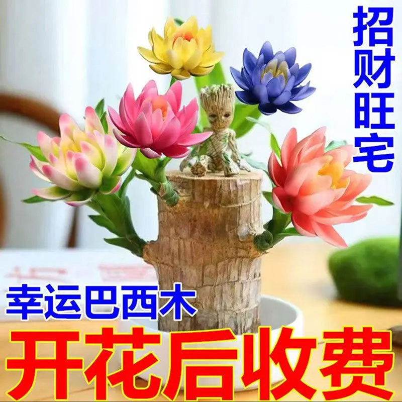 Brazilian wood, a hydroponic plant, lucky wood, indoor plant with buds, blooms in all seasons, easy to care for, perfect for lazy people, small tabletop potted plant Brazilian wood, a hydroponic plant, lucky wood, indoor plant with buds, blooms in all seasons, easy to care for, perfect for lazy people, small tabletop potted plant