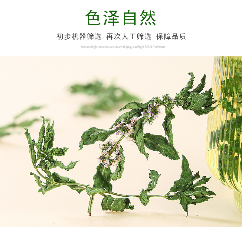 Spearmint Leaf (Mentha spicata) — Anhui Dried Mint Tea for Cold Brew & Daily Infusions in use