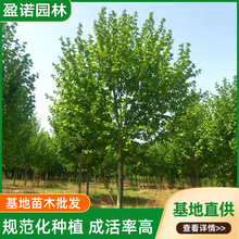 ������ͩ���編ͩ����Ƥ�е���ľͥԺ�L�����̾G����ľ��ͩ���ľ