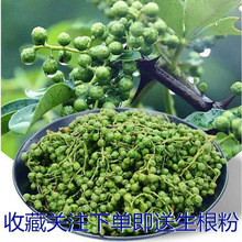 花椒树苗大红袍花椒苗四川食用麻椒苗盆栽地栽无刺高产种当年结果