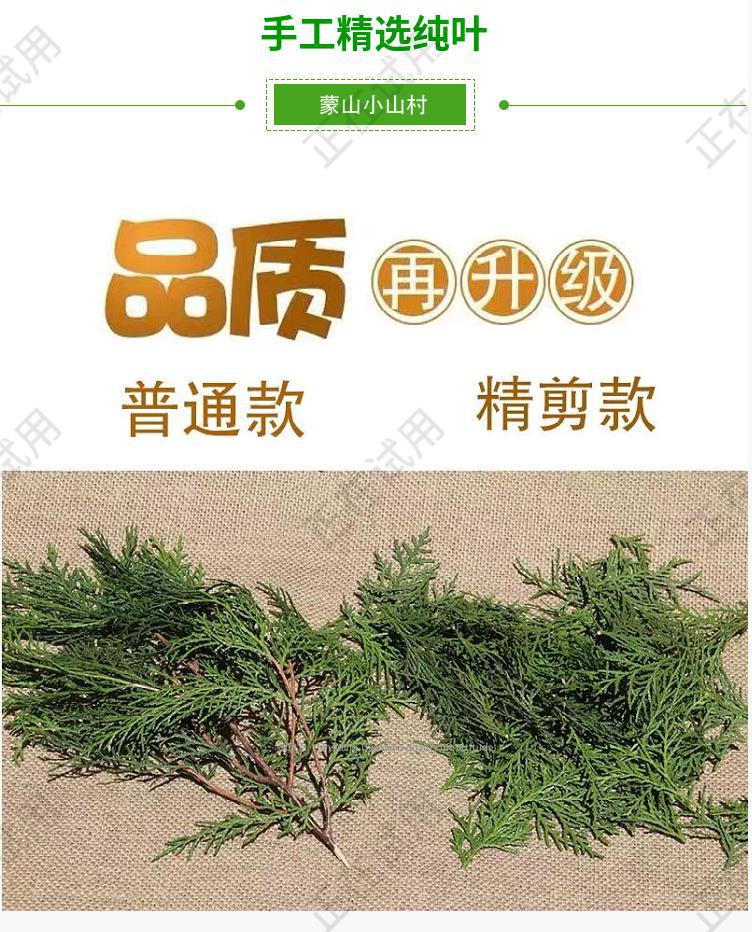 纯野生新鲜现摘侧柏叶扁柏叶柏树枝叶洗头发养发护法泡酒烟熏腊肉-阿里巴巴