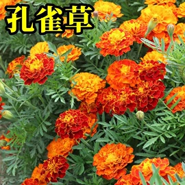 种子;草种子;草坪