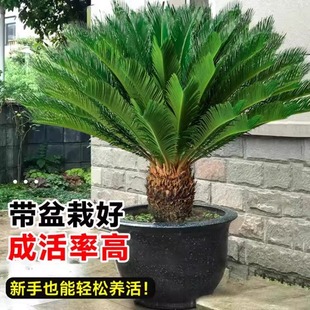 �����F�����Դ���ͥԺ�Gֲ�辰��ĸ�^�~���B���ļ��_�͏d�Gֲ�҃�