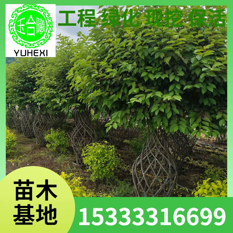 Фиолетовый листовый боярышник Канадский красный седж Ляонинский фиолетовый листовый боярышник Саженцы фиолетового листового боярышника Чашка для питания фиолетового листового боярышника