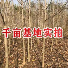 银杏树金叶银杏树苗大树小苗白果活占地庭院风景绿化苗南北方种植