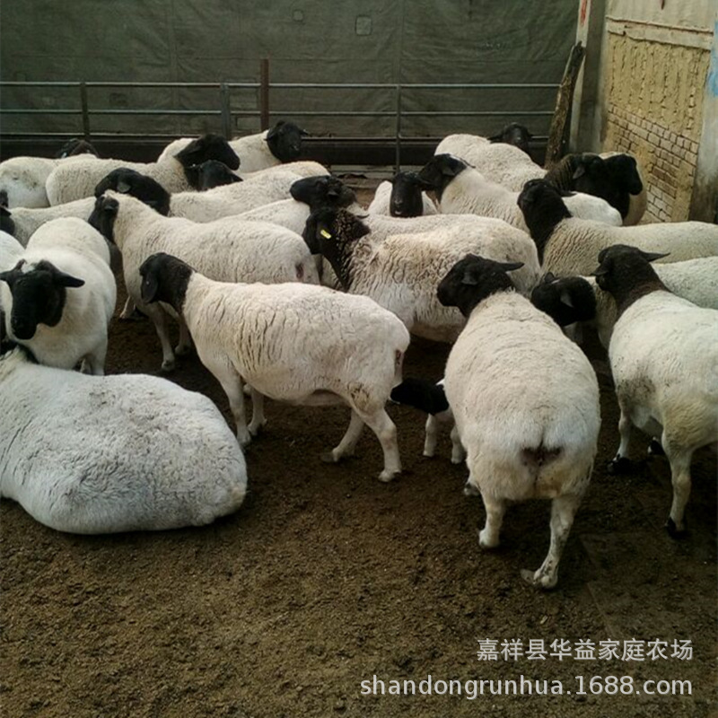 杜泊绵羊