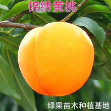 �޽��Ҙ��� �\���S���� �S����4̖�Ҙ��� �S�Ҙ�������Së�ҹ���