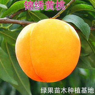 �޽��Ҙ��� �\���S���� �S����4̖�Ҙ��� �S�Ҙ�������Së�ҹ���