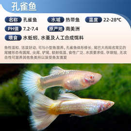 孔雀鱼怀孕母临产精品观赏鱼大肚小型热带淡水好养活胎生凤尾繁殖