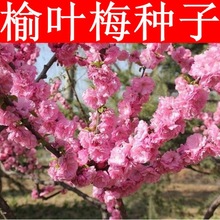 �²����~÷�N�� ��t�� �ذ�÷������÷С�Ҽt�N�����~�[֦��N��