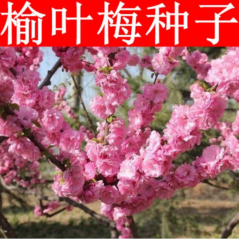 Недавно Выбрал Семена сливы Большой сафлор Двойной Лепесток Слива Дерево Вязов Слива Маленький Персик Красные Семена Листья Вяза Луан Ветвь Семена дерева