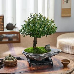 Small-Leaf Red Nan Bonsai Old Stump Shaped Potted Plant, Evergreen Indoor Air Purifying Desktop Coffee Table, Easy to Maintain Green Plants