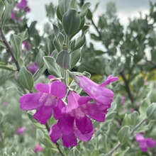 红花玉芙蓉美植袋 常绿小灌木 花境观赏绿植 园林绿化工程苗木