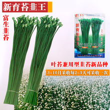 韭菜种子韭菜籽蔬菜种子批发菜种菜籽菜种子公司四季播种