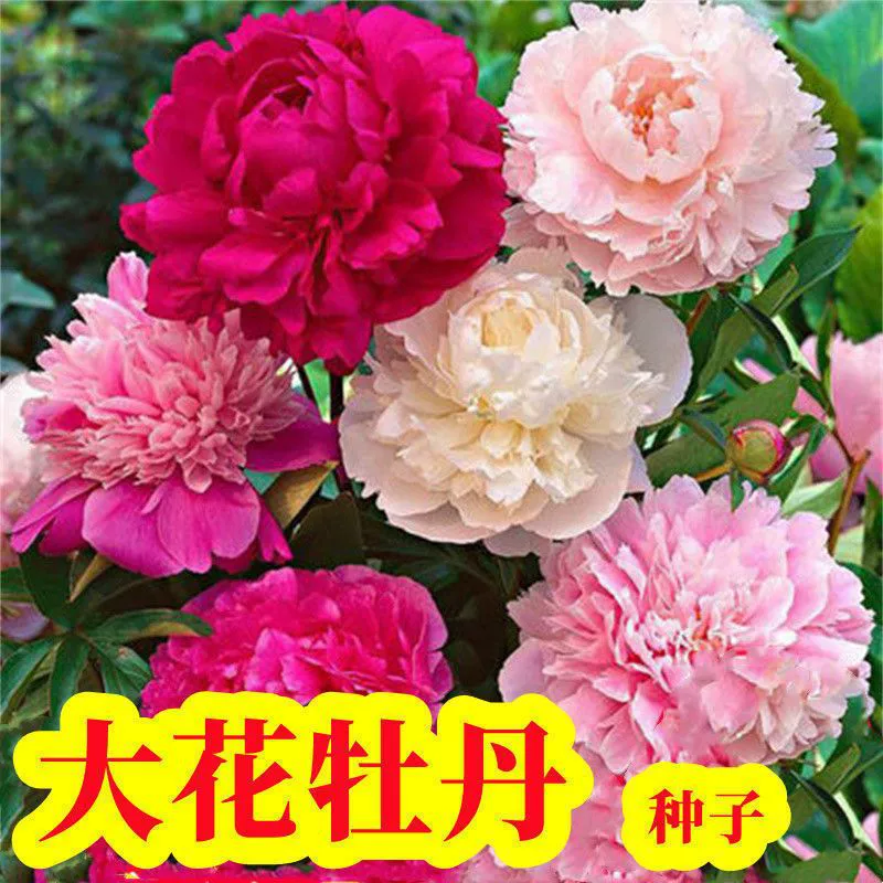 Большой цветок Лоян Семена пиона Семена цветов пиона Смешанные цвета Весенний посев Четыре сезона Горшечный балкон Лекарственные декоративные цветы пиона
