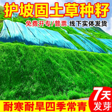护坡固土草籽灌木四季常青草坪种子绿化矮生狗牙根耐旱耐寒草种子