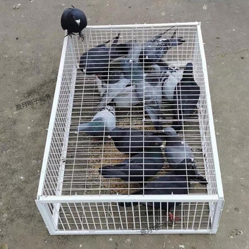 Encrypted Model of the Tianluo Cage with Ambush on All Sides, Only Entry No Exit, Automatic Door-Opening Cage, Tianluo Cage Pigeon Collection Supplies